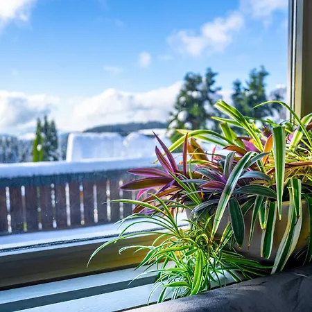 Alpina Loewen 5* Sankt Märgen